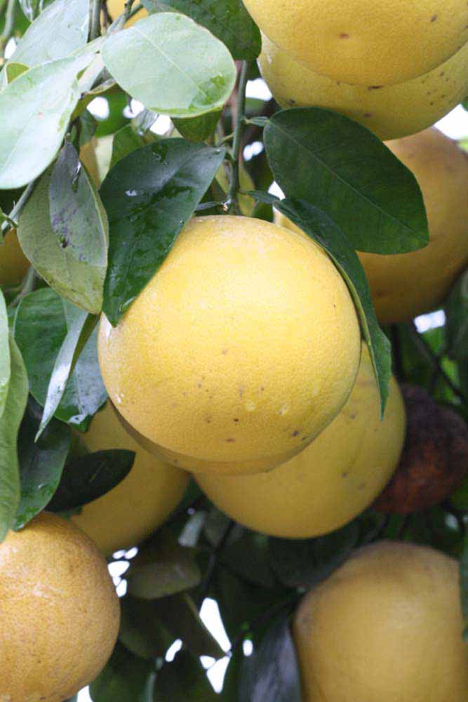            Fruit (Riverside, CA)   